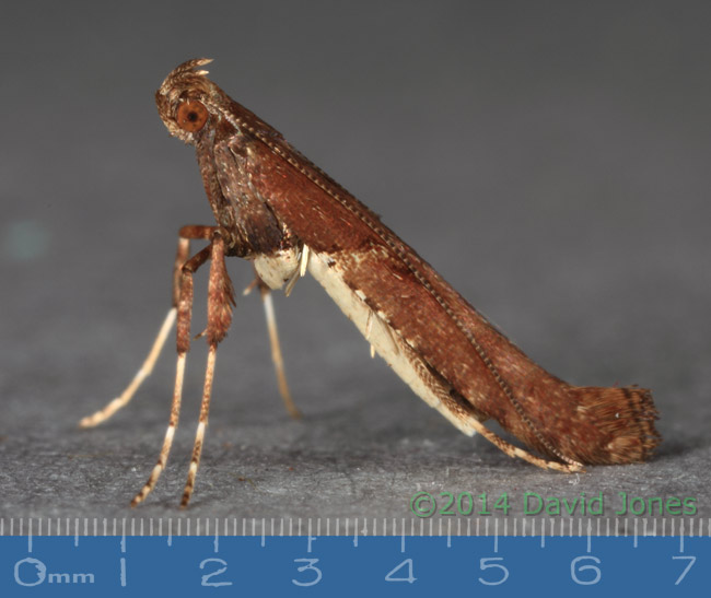 Caloptilia semifacia - left side, 30 January 2014