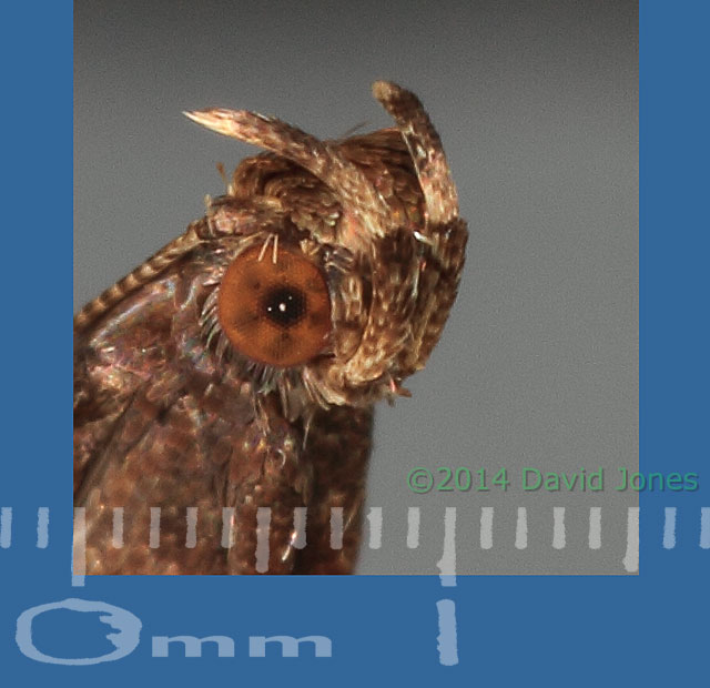 Caloptilia semifacia - close-ups of head - 2, 30 January 2014