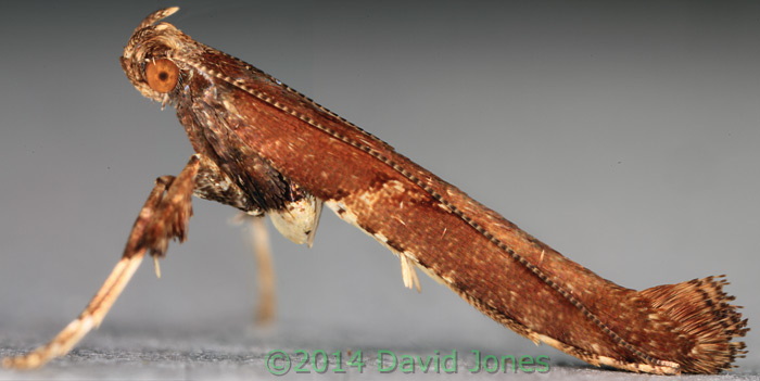 Caloptilia semifacia - 1, 30 January 2014