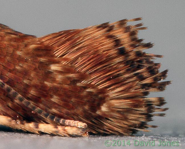 Caloptilia semifacia - close-up of posterior of moth, 30 January 2014