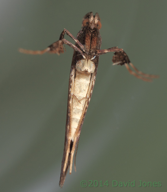 Caloptilia semifacia - view of underside, 31 January 2014