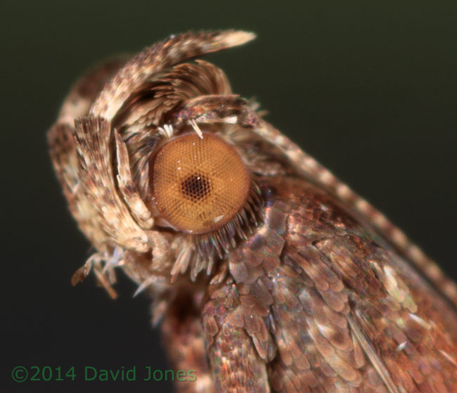 Caloptilia semifacia - close-ups of head - 1, 30 January 2014
