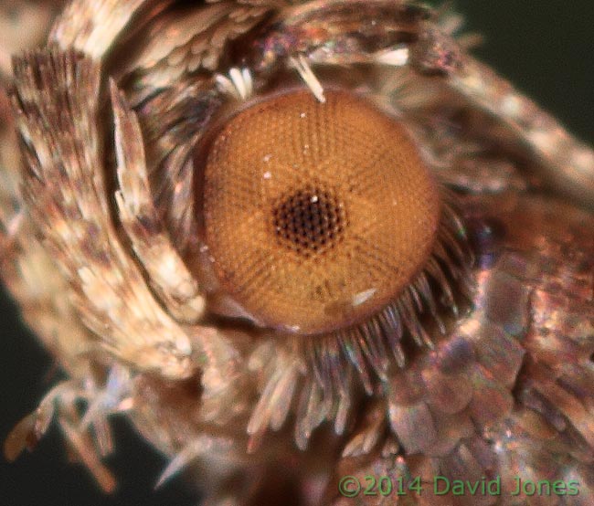 Caloptilia semifacia - close-up of compound eye, 30 January 2014
