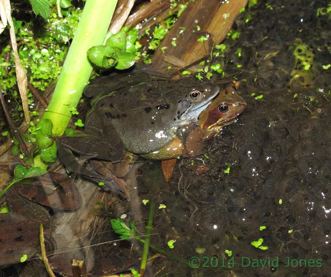 Frog pair in amplexus, 8 March 2013