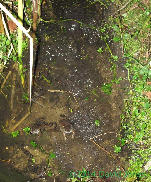 Frogs and spawn - 1a, 8 March 2014