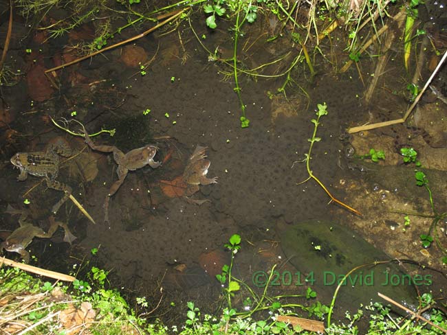 Frogs and spawn - 1b, 8 March 2014