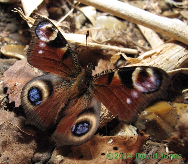 Peacock butterfly, 9 March 2014