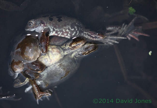 Common frogs - an amplexus 'scrum', 9 March 2014