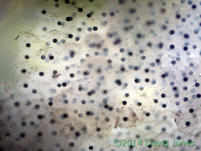 Frog spawn, 9 March 2014