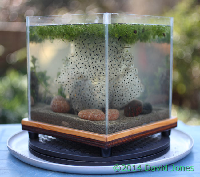 Frog spawn in aquarium, 9 March 2014
