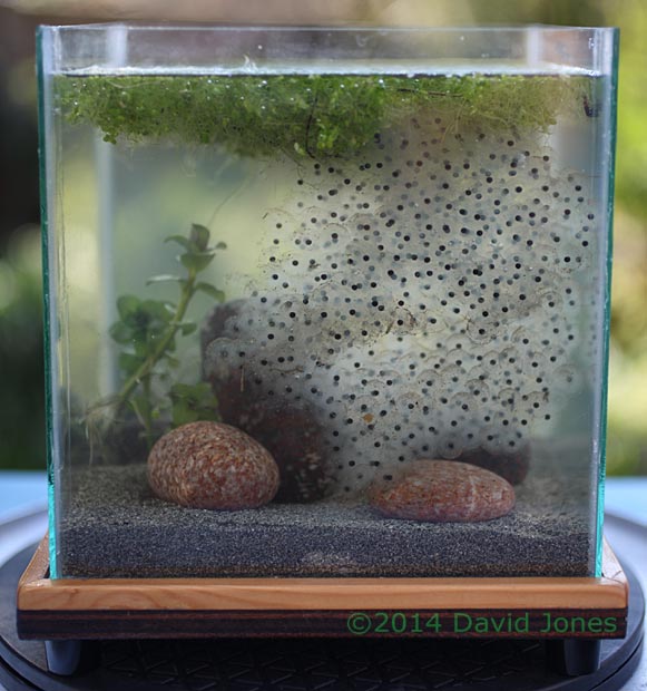 Frog spawn in aquarium - 2, 9 March 2014