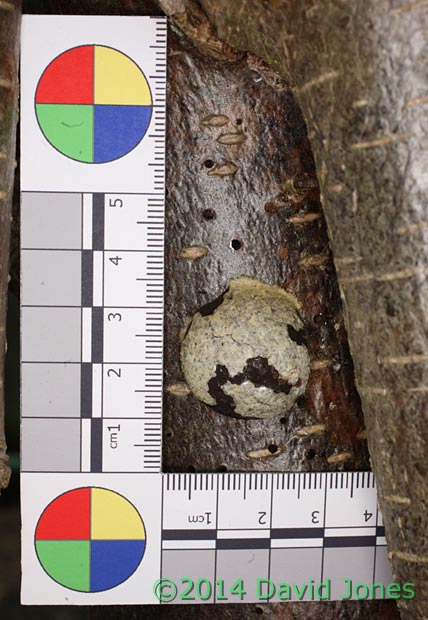 Reticularia lycoperdon (slime mould) sporangium -1 with scale, 15 March 2014