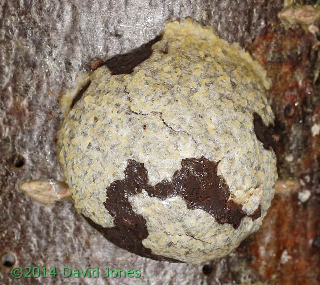 Reticularia lycoperdon (slime mould) sporangium -1, 15 March 2014