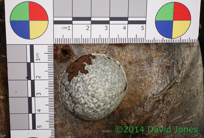 Reticularia lycoperdon (slime mould) sporangium -2 with scale, 15 March 2014