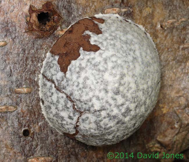Reticularia lycoperdon (slime mould) sporangium -2, 15 March 2014