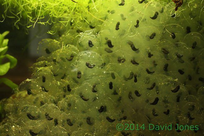 Developing frog embryos - 1, 15 March 2014