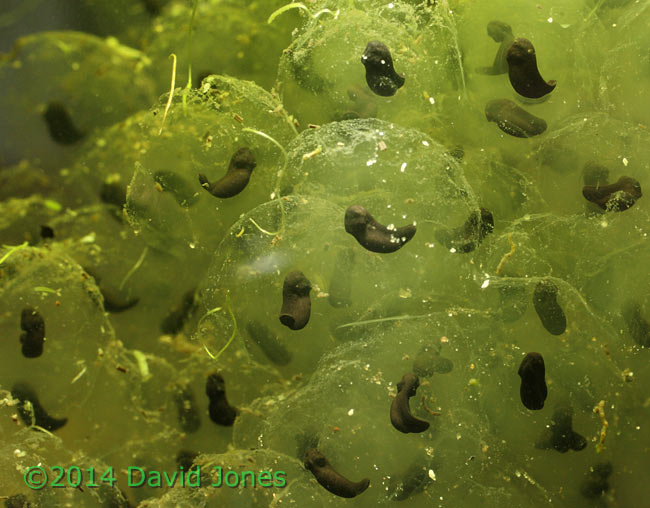 Developing frog embryos - 2, 15 March 2014
