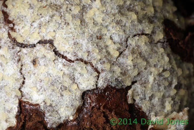 Reticularia lycoperdon (slime mould) sporangium; close-up 1, 16 March 2014