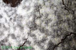 Reticularia lycoperdon (slime mould) sporangium; close-up 2, 16 March 2014