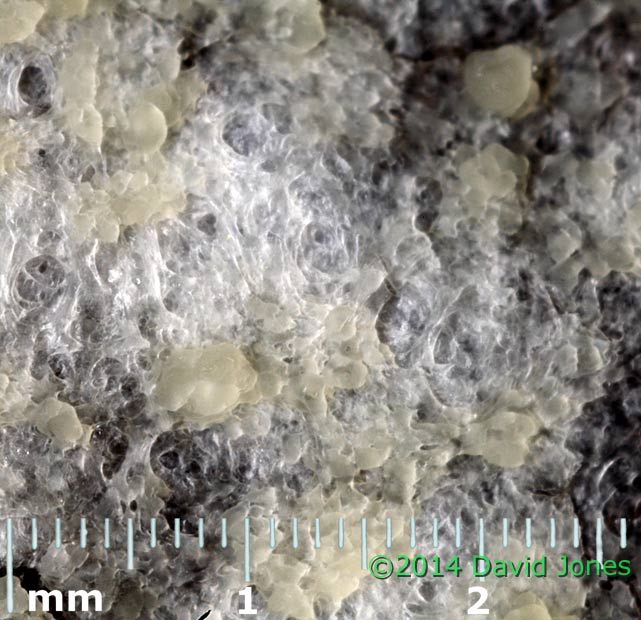 Reticularia lycoperdon (slime mould) sporangium; extreme close-up , 16 March 2014