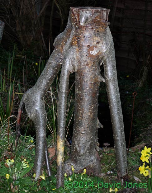 Cherry tree stump with Reticularia lycoperdon (slime mould) sporangium, 17  March 2014