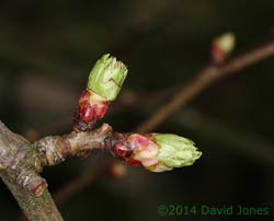 Hawthorn - first leaf buds open today, 17 March 2014