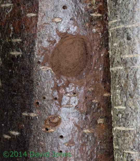 Reticularia lycoperdon (slime mould) sporangium 1; spores exposed, 17  March 2014