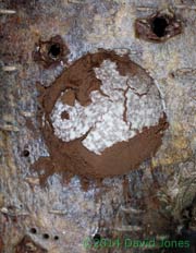 Reticularia lycoperdon (slime mould) sporangium 2; spores partially exposed, 17  March 2014