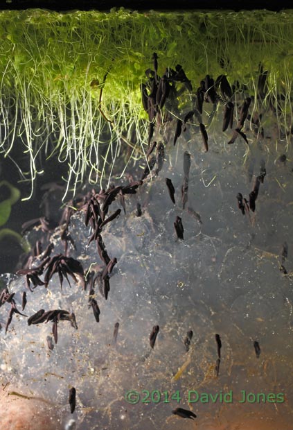 Tadpoles emerge from spawn today, 17 March 2014