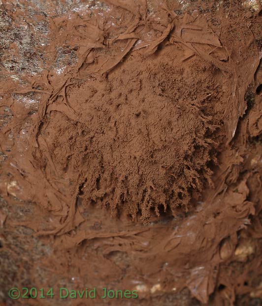 Reticularia lycoperdon (slime mould) sporangium as it sheds its spores - 1, 18 March 2014