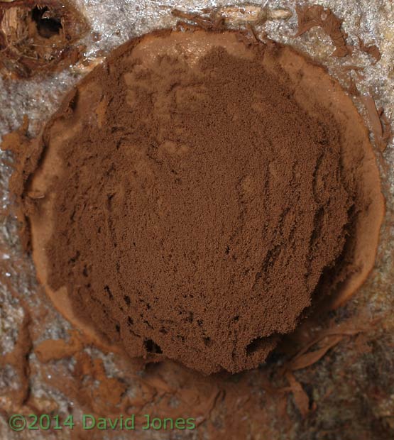 Reticularia lycoperdon (slime mould) sporangium as it sheds its spores - 2, 18 March 2014