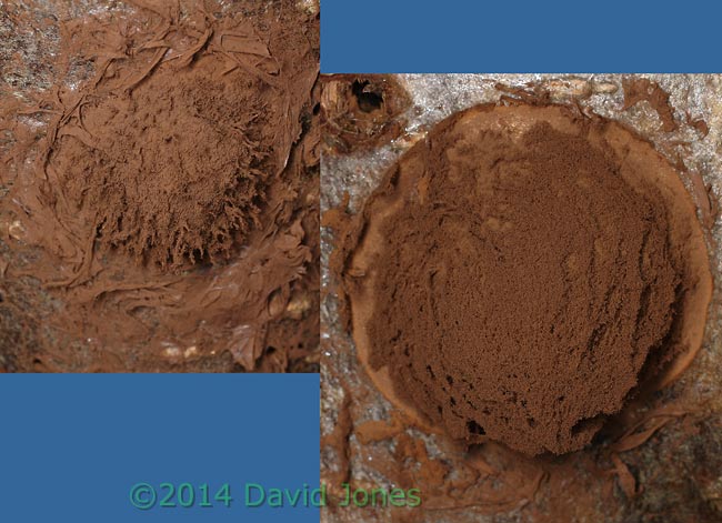 Reticularia lycoperdon (slime mould) sporangia as they shed their spores, 18 March 2014