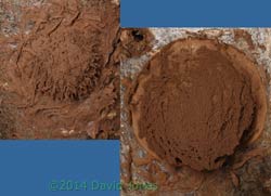 Reticularia lycoperdon (slime mould) sporangia as they shed their spores, 18 March 2014