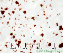 Reticularia lycoperdon (slime mould)  - spores, 19 March 2014