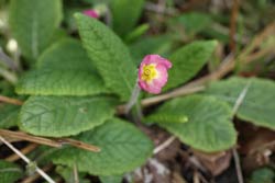 First flower opens on the pink Primrose, 22 March 2014