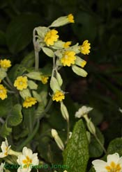 Cowslips in flower, (before) 26 March 2014