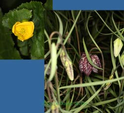 Snakes-head Fritilliary & Marsh Marigold start flowering, 26 March 2014