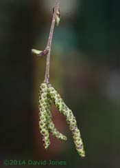 Male catkins on Himalayan Birch, 26 March 2014