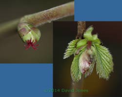 Leaf buds start to burst on Hazel, 26 March 2014