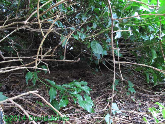 Sheltered area on roof od timber store, 28 March 2014