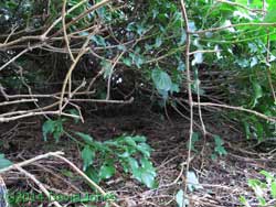 Sheltered area on roof of timber store, 28 March 2014