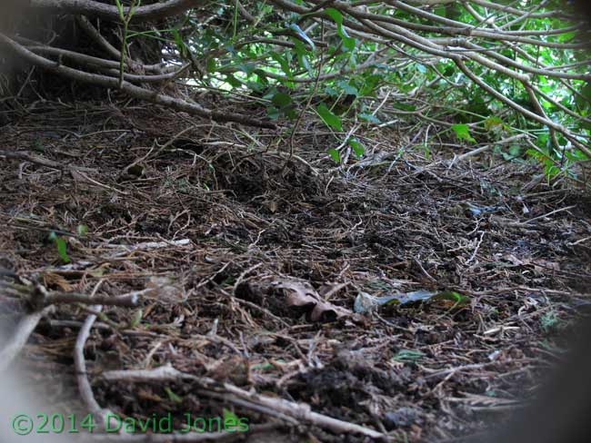 Sheltered area on roof od timber store - digital camera image, 28 March 2014