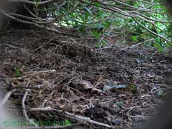 Sheltered area on roof od timber store - digital camera image, 28 March 2014