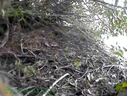 Sheltered area on roof of timber store - cctv image, 28 March 2014