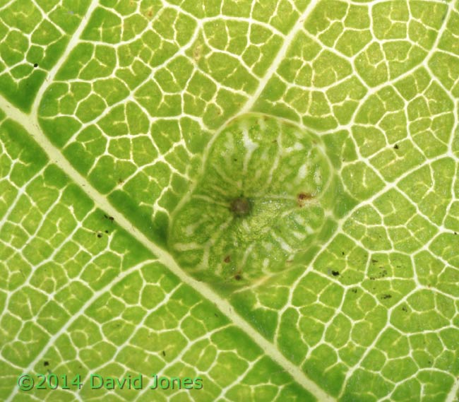 Gall of Neuroterus numismalis on Oak leaf - 1, 2 May 2014