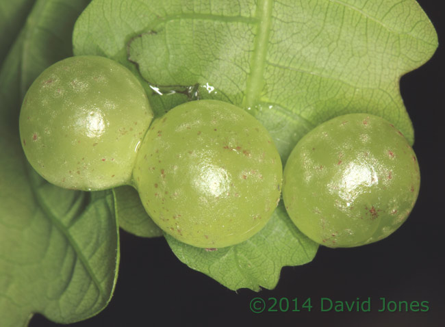 Oak leaf with currant galls - close-up, 2 May 2014