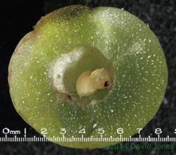 Currant gall (Oak) opened to reveal Gall wasp pupa and parasitoid (?), 2 May 2014