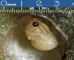  Gall wasp pupa and parasitoid (?) in currant gall, 2 May 2014