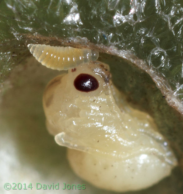  Gall wasp pupa and parasitoid (?) in Currant gall - 2, 2 May 2014
