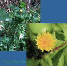 Sow-thistle begins flowering, 4 May 2014